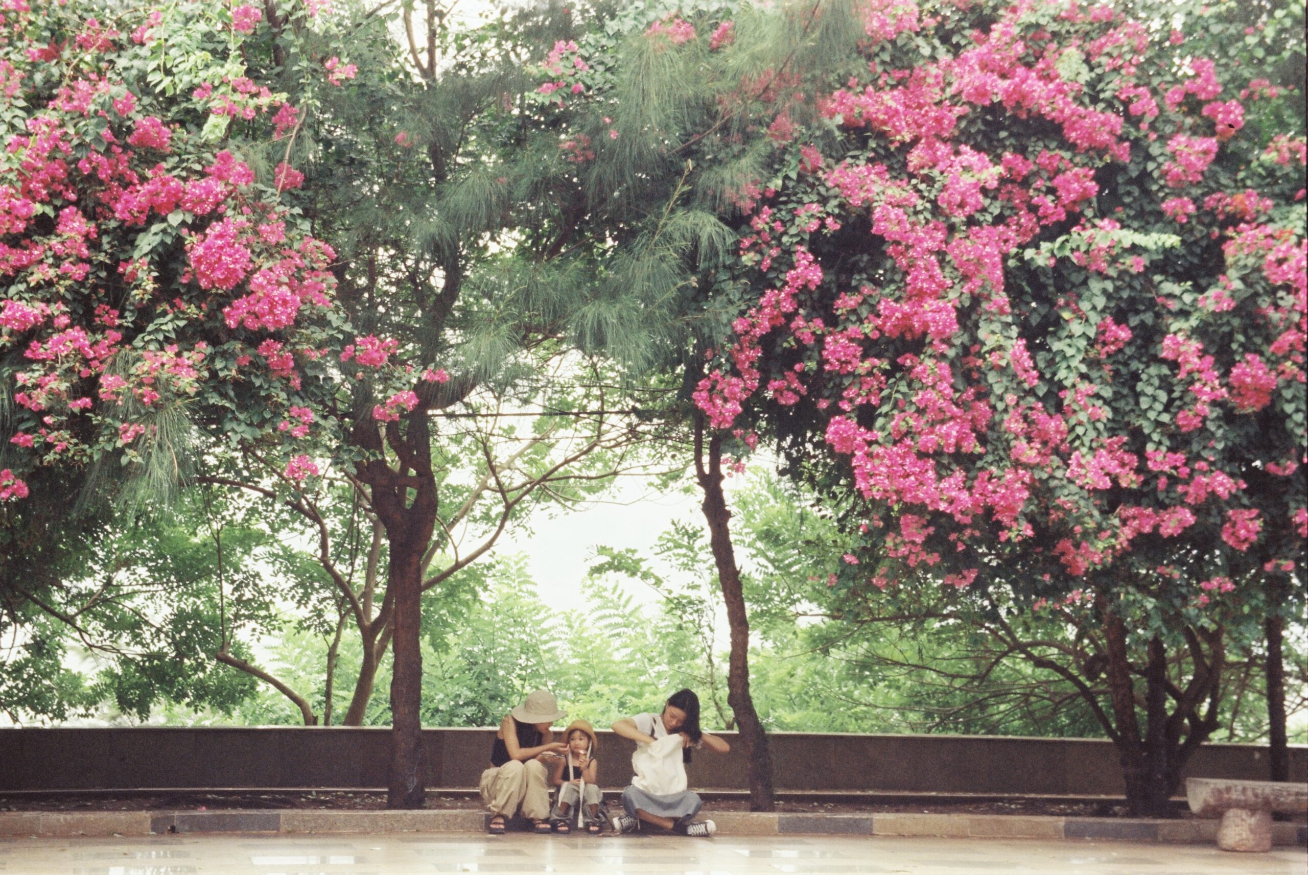 Hoa giấy
